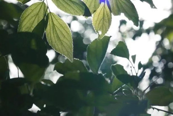 尋找百名困境兒童，聆聽童音，護苗成長